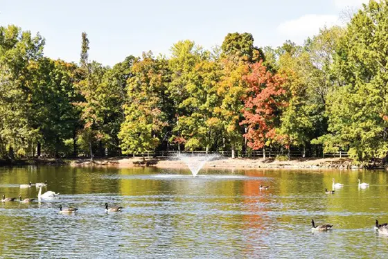 Lake surrounded by trees